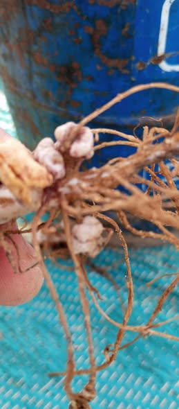 السلام عليكم
هل دى عقد بكتيرية ولا نيماتودا
عمر ٤٠ يوم